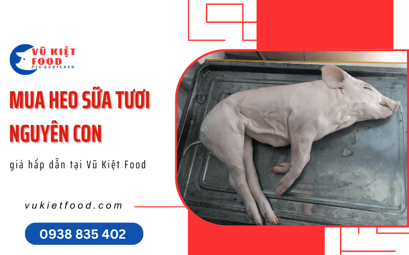 heo sữa tươi nguyên con