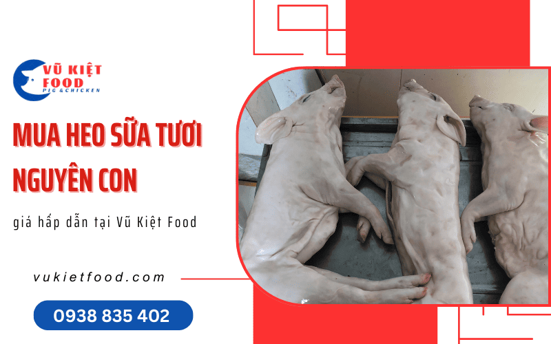 heo sữa tươi nguyên con